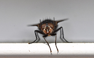 Fly on mailbox (female)